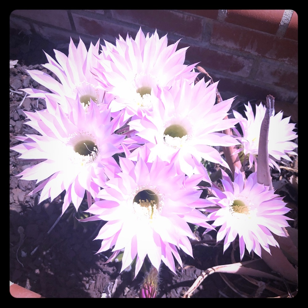 Meet your Posher, Adriana